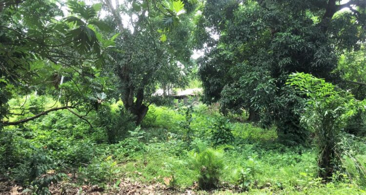 affordable-land-for-sale-Muñoz-Puerto-Plata